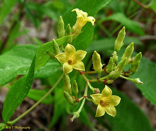 {Thyrsanthella difformis}